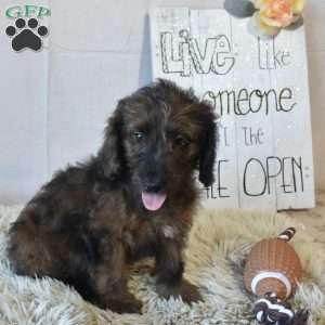 Bingo, Mini Goldendoodle Puppy